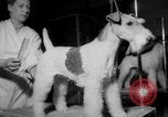 Immagine di Westminster Kennel Club Dog Show New York United States USA, 1953, secondo 28 filmato di repertorio 65675067643