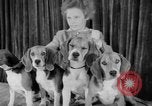 Immagine di Westminster Kennel Club Dog Show New York United States USA, 1953, secondo 29 filmato di repertorio 65675067643