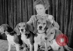 Immagine di Westminster Kennel Club Dog Show New York United States USA, 1953, secondo 30 filmato di repertorio 65675067643
