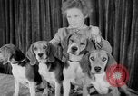 Immagine di Westminster Kennel Club Dog Show New York United States USA, 1953, secondo 31 filmato di repertorio 65675067643