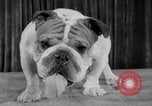 Immagine di Westminster Kennel Club Dog Show New York United States USA, 1953, secondo 32 filmato di repertorio 65675067643