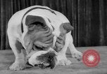 Immagine di Westminster Kennel Club Dog Show New York United States USA, 1953, secondo 33 filmato di repertorio 65675067643