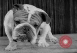 Immagine di Westminster Kennel Club Dog Show New York United States USA, 1953, secondo 34 filmato di repertorio 65675067643