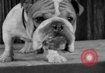 Immagine di Westminster Kennel Club Dog Show New York United States USA, 1953, secondo 35 filmato di repertorio 65675067643