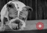 Immagine di Westminster Kennel Club Dog Show New York United States USA, 1953, secondo 36 filmato di repertorio 65675067643