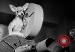 Immagine di Westminster Kennel Club Dog Show New York United States USA, 1953, secondo 37 filmato di repertorio 65675067643