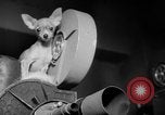 Immagine di Westminster Kennel Club Dog Show New York United States USA, 1953, secondo 39 filmato di repertorio 65675067643