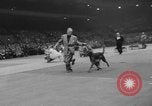 Immagine di Westminster Kennel Club Dog Show New York United States USA, 1953, secondo 40 filmato di repertorio 65675067643