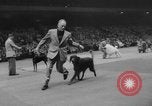 Immagine di Westminster Kennel Club Dog Show New York United States USA, 1953, secondo 41 filmato di repertorio 65675067643