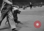 Immagine di Westminster Kennel Club Dog Show New York United States USA, 1953, secondo 42 filmato di repertorio 65675067643