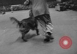 Immagine di Westminster Kennel Club Dog Show New York United States USA, 1953, secondo 43 filmato di repertorio 65675067643