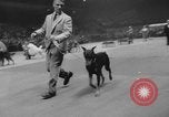Immagine di Westminster Kennel Club Dog Show New York United States USA, 1953, secondo 45 filmato di repertorio 65675067643