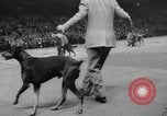 Immagine di Westminster Kennel Club Dog Show New York United States USA, 1953, secondo 46 filmato di repertorio 65675067643