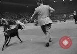 Immagine di Westminster Kennel Club Dog Show New York United States USA, 1953, secondo 47 filmato di repertorio 65675067643