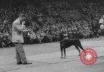 Immagine di Westminster Kennel Club Dog Show New York United States USA, 1953, secondo 52 filmato di repertorio 65675067643