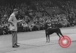 Immagine di Westminster Kennel Club Dog Show New York United States USA, 1953, secondo 53 filmato di repertorio 65675067643