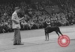Immagine di Westminster Kennel Club Dog Show New York United States USA, 1953, secondo 54 filmato di repertorio 65675067643