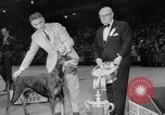 Immagine di Westminster Kennel Club Dog Show New York United States USA, 1953, secondo 59 filmato di repertorio 65675067643
