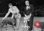 Immagine di Westminster Kennel Club Dog Show New York United States USA, 1953, secondo 60 filmato di repertorio 65675067643