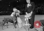 Immagine di Westminster Kennel Club Dog Show New York United States USA, 1953, secondo 61 filmato di repertorio 65675067643