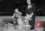 Immagine di Westminster Kennel Club Dog Show New York United States USA, 1953, secondo 62 filmato di repertorio 65675067643