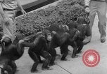 Immagine di equilibrio acrobazie di scimpanzé Saint Louis Missouri USA, 1953, secondo 48 filmato di repertorio 65675067648