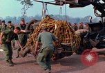 Immagine di Elephant trasferito in aereo Il Vietnam, 1968, secondo 7 filmato di repertorio 65675067651