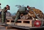 Immagine di Elephant trasferito in aereo Il Vietnam, 1968, secondo 48 filmato di repertorio 65675067651