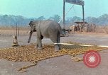 Immagine di Elephant trasferito in aereo Il Vietnam, 1968, secondo 6 filmato di repertorio 65675067652