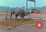 Immagine di Elephant trasferito in aereo Il Vietnam, 1968, secondo 7 filmato di repertorio 65675067652