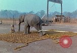 Immagine di Elephant trasferito in aereo Il Vietnam, 1968, secondo 8 filmato di repertorio 65675067652