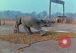 Immagine di Elephant trasferito in aereo Il Vietnam, 1968, secondo 9 filmato di repertorio 65675067652