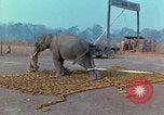Immagine di Elephant trasferito in aereo Il Vietnam, 1968, secondo 10 filmato di repertorio 65675067652