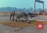Immagine di Elephant trasferito in aereo Il Vietnam, 1968, secondo 11 filmato di repertorio 65675067652