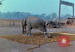 Immagine di Elephant trasferito in aereo Il Vietnam, 1968, secondo 12 filmato di repertorio 65675067652