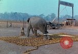 Immagine di Elephant trasferito in aereo Il Vietnam, 1968, secondo 13 filmato di repertorio 65675067652