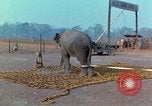 Immagine di Elephant trasferito in aereo Il Vietnam, 1968, secondo 14 filmato di repertorio 65675067652