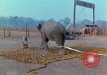 Immagine di Elephant trasferito in aereo Il Vietnam, 1968, secondo 15 filmato di repertorio 65675067652