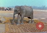 Immagine di Elephant trasferito in aereo Il Vietnam, 1968, secondo 16 filmato di repertorio 65675067652