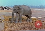 Immagine di Elephant trasferito in aereo Il Vietnam, 1968, secondo 17 filmato di repertorio 65675067652