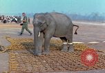 Immagine di Elephant trasferito in aereo Il Vietnam, 1968, secondo 18 filmato di repertorio 65675067652