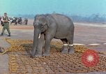 Immagine di Elephant trasferito in aereo Il Vietnam, 1968, secondo 19 filmato di repertorio 65675067652