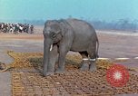 Immagine di Elephant trasferito in aereo Il Vietnam, 1968, secondo 20 filmato di repertorio 65675067652