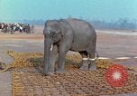 Immagine di Elephant trasferito in aereo Il Vietnam, 1968, secondo 21 filmato di repertorio 65675067652