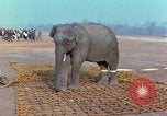 Immagine di Elephant trasferito in aereo Il Vietnam, 1968, secondo 22 filmato di repertorio 65675067652