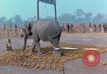 Immagine di Elephant trasferito in aereo Il Vietnam, 1968, secondo 23 filmato di repertorio 65675067652