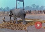 Immagine di Elephant trasferito in aereo Il Vietnam, 1968, secondo 24 filmato di repertorio 65675067652