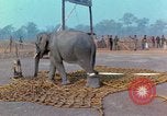 Immagine di Elephant trasferito in aereo Il Vietnam, 1968, secondo 25 filmato di repertorio 65675067652