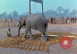 Immagine di Elephant trasferito in aereo Il Vietnam, 1968, secondo 26 filmato di repertorio 65675067652