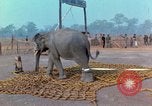 Immagine di Elephant trasferito in aereo Il Vietnam, 1968, secondo 27 filmato di repertorio 65675067652